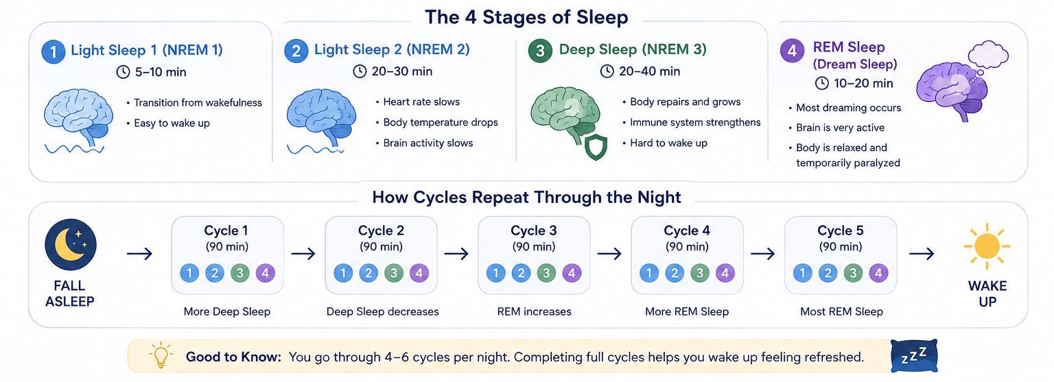 90-minute sleep cycle stages breakdown